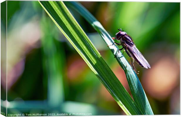 Tiny Bug on Grass Stem Canvas Print by Tom McPherson