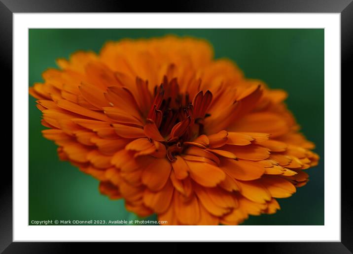 Marigold  Framed Mounted Print by Mark ODonnell