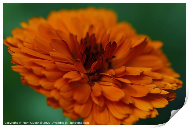 Marigold  Print by Mark ODonnell