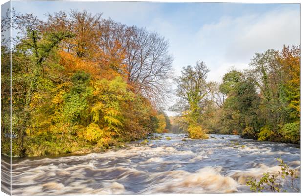 Fast flowing water down the River Wharfe Canvas Print by Jason Wells