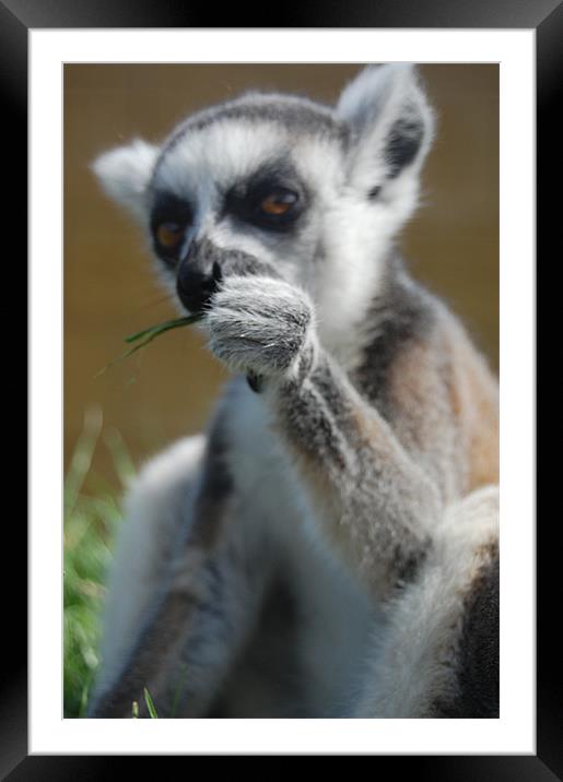 Lemur Framed Mounted Print by Emily-Jane Christie