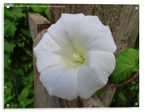 Delicate Bindweed Flower Acrylic by Nicola Clark