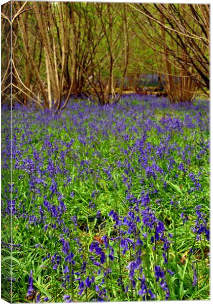 Enchanting Bluebell Woods Immersed in Berkshire Be Canvas Print by Andy Evans Photos