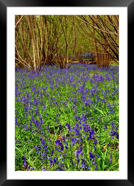 Enchanting Bluebell Woods Immersed in Berkshire Be Framed Mounted Print by Andy Evans Photos