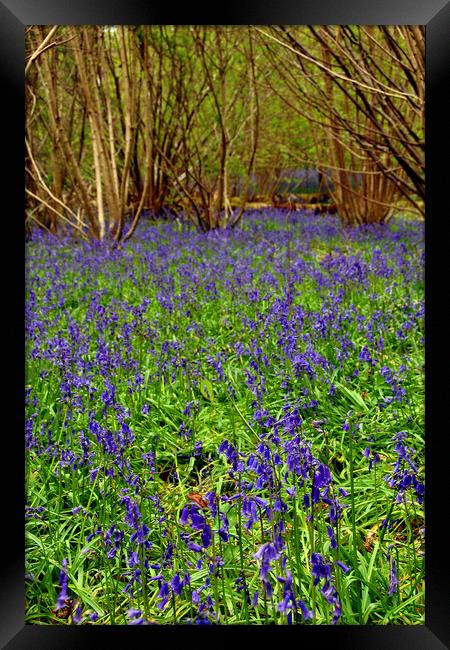 Enchanting Bluebell Woods Immersed in Berkshire Be Framed Print by Andy Evans Photos