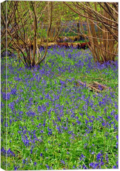 Enchanting Bluebell Wonderland Canvas Print by Andy Evans Photos