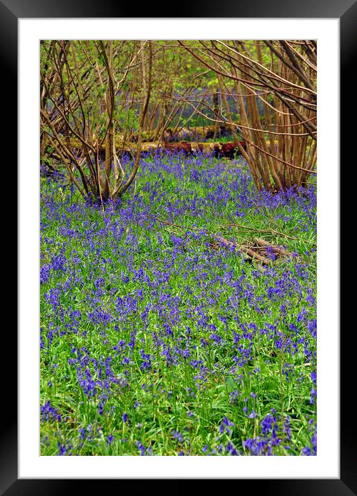 Enchanting Bluebell Wonderland Framed Mounted Print by Andy Evans Photos