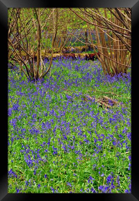 Enchanting Bluebell Wonderland Framed Print by Andy Evans Photos