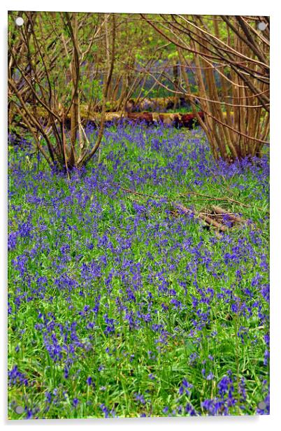 Enchanting Bluebell Wonderland Acrylic by Andy Evans Photos