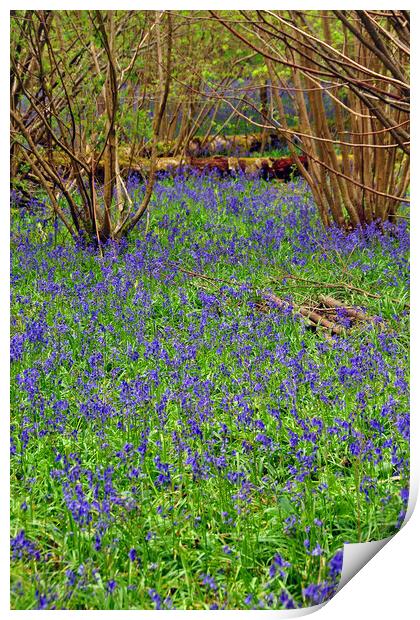 Enchanting Bluebell Wonderland Print by Andy Evans Photos