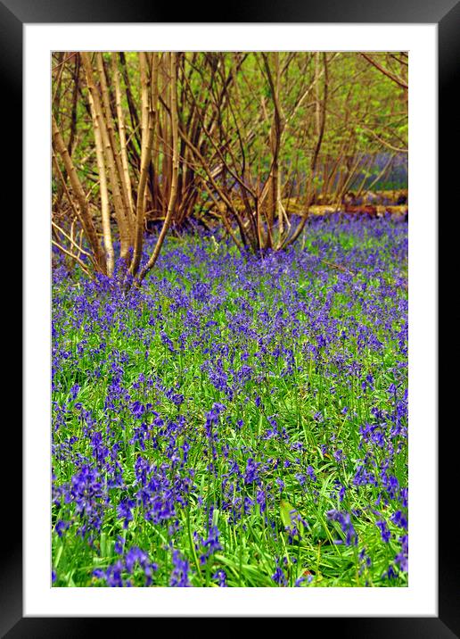 Enchanting Bluebell Delight Framed Mounted Print by Andy Evans Photos