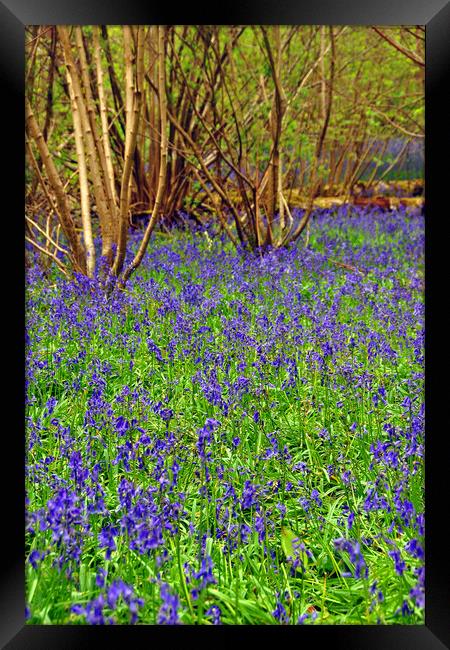 Enchanting Bluebell Delight Framed Print by Andy Evans Photos