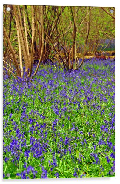 Enchanting Bluebell Delight Acrylic by Andy Evans Photos