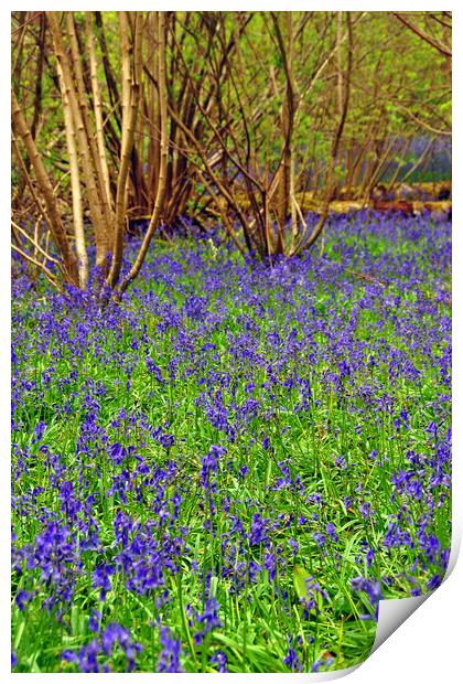 Enchanting Bluebell Delight Print by Andy Evans Photos