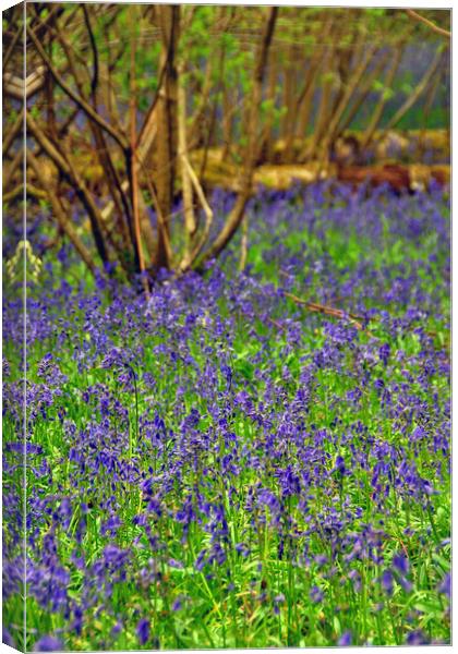 Enchanting Bluebell Symphony Canvas Print by Andy Evans Photos