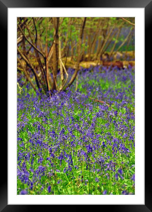 Enchanting Bluebell Symphony Framed Mounted Print by Andy Evans Photos