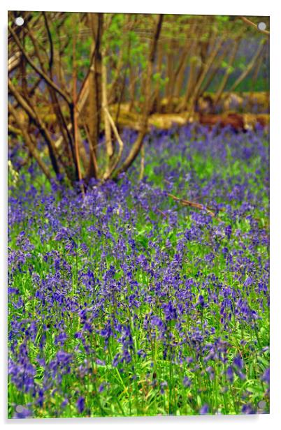 Enchanting Bluebell Symphony Acrylic by Andy Evans Photos