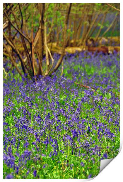 Enchanting Bluebell Symphony Print by Andy Evans Photos