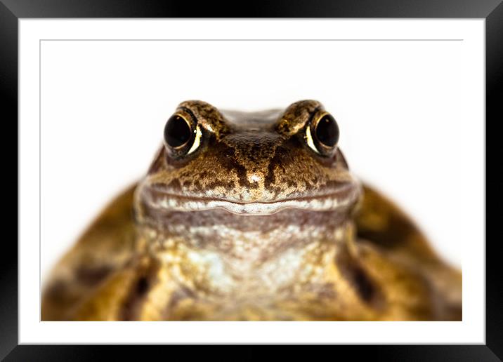 Portrait of the Common Frog Framed Mounted Print by Celtic Origins