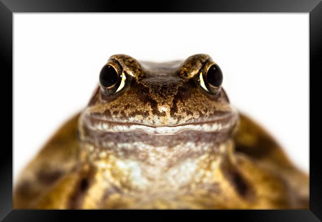 Portrait of the Common Frog Framed Print by Celtic Origins