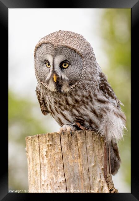 The Great Grey Owl - Strix nebulosa Framed Print by Darren Wilkes