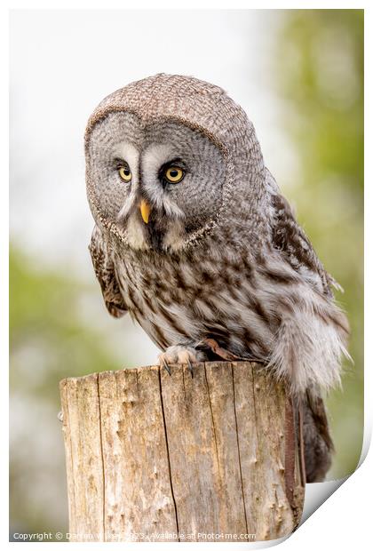 The Great Grey Owl - Strix nebulosa Print by Darren Wilkes