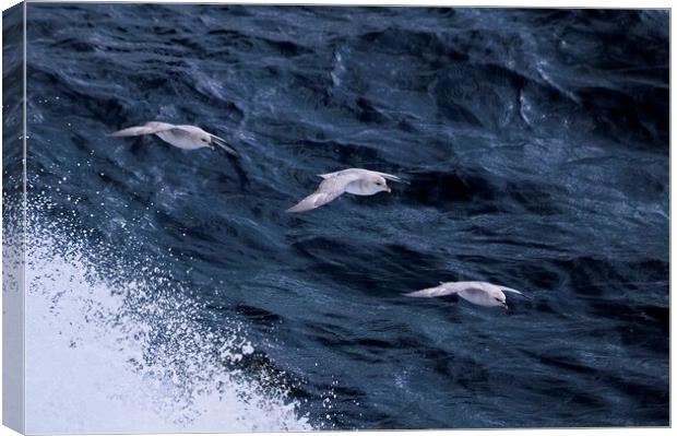 Arctic Seabirds Soaring Above the Norwegian Sea He Canvas Print by Martyn Arnold