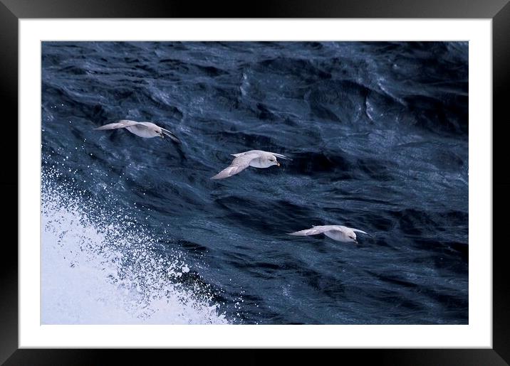 Arctic Seabirds Soaring Above the Norwegian Sea He Framed Mounted Print by Martyn Arnold