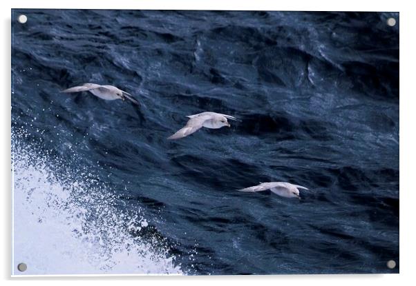 Arctic Seabirds Soaring Above the Norwegian Sea He Acrylic by Martyn Arnold