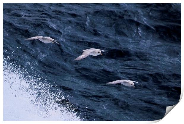 Arctic Seabirds Soaring Above the Norwegian Sea He Print by Martyn Arnold