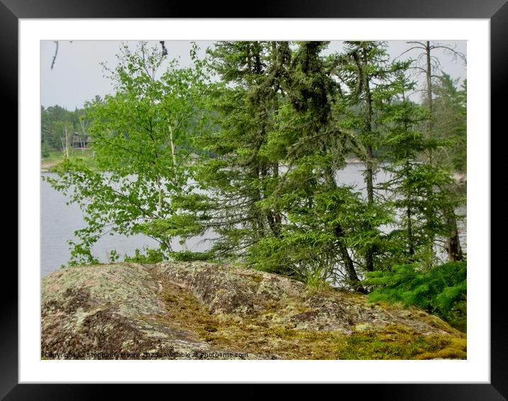 Northern forest Framed Mounted Print by Stephanie Moore