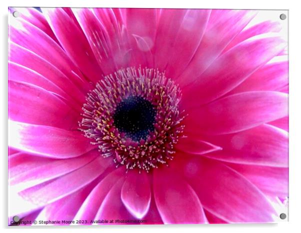 Pink Daisy Acrylic by Stephanie Moore