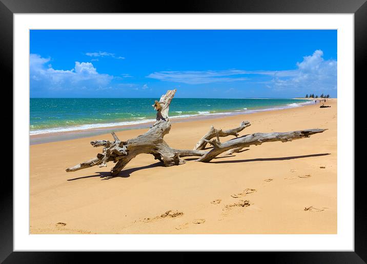 Driftwood Tree on Magaruque Island Beach Framed Mounted Print by Jeremy Hayden