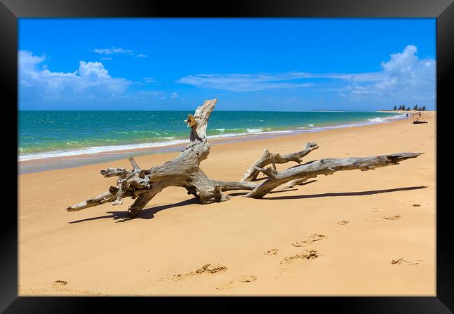 Driftwood Tree on Magaruque Island Beach Framed Print by Jeremy Hayden