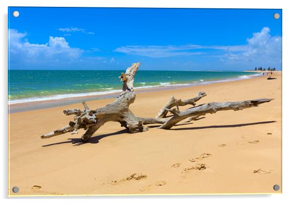 Driftwood Tree on Magaruque Island Beach Acrylic by Jeremy Hayden