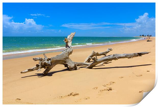Driftwood Tree on Magaruque Island Beach Print by Jeremy Hayden