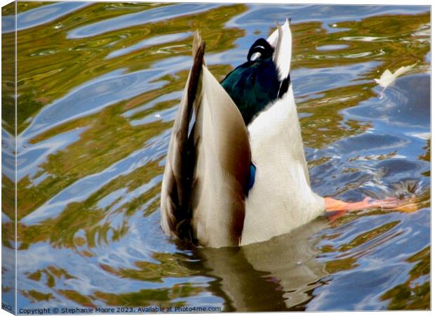 Bottoms Up! Canvas Print by Stephanie Moore
