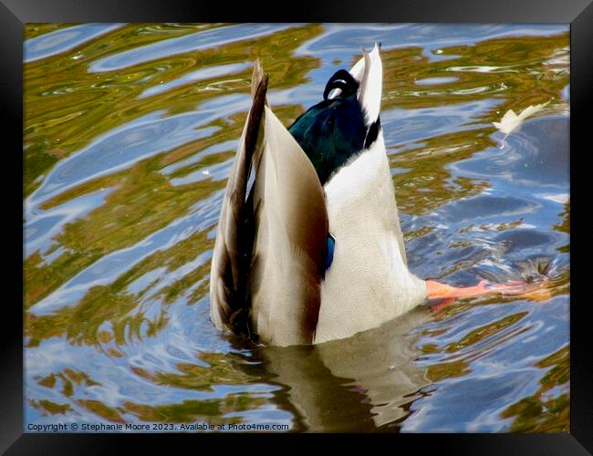 Bottoms Up! Framed Print by Stephanie Moore