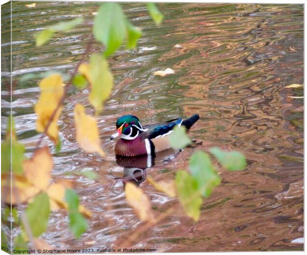 Duck Canvas Print by Stephanie Moore