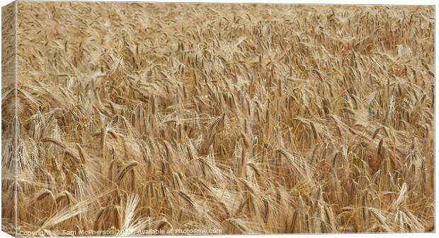 "Whispering Whispers: Glimpses of Golden Wheat" Canvas Print by Tom McPherson