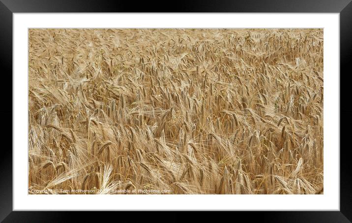 "Whispering Whispers: Glimpses of Golden Wheat" Framed Mounted Print by Tom McPherson