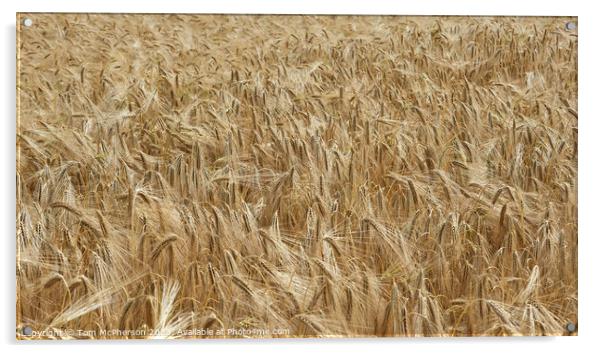 "Whispering Whispers: Glimpses of Golden Wheat" Acrylic by Tom McPherson