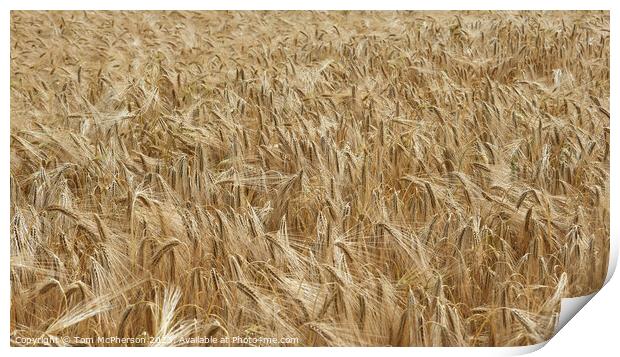 "Whispering Whispers: Glimpses of Golden Wheat" Print by Tom McPherson