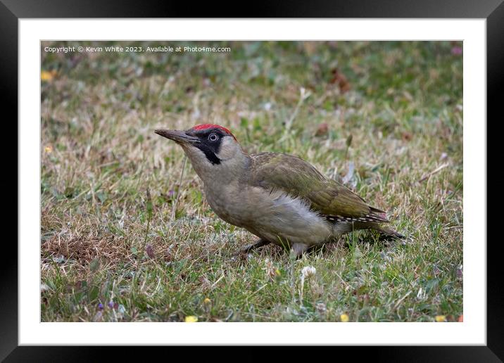 Green woodpecker adult female Framed Mounted Print by Kevin White