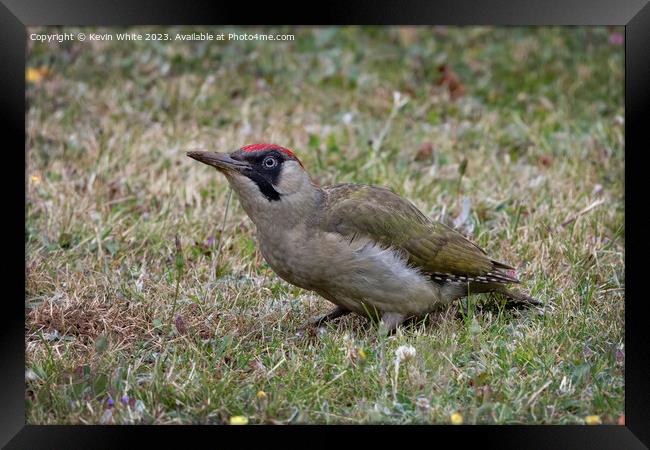 Green woodpecker adult female Framed Print by Kevin White