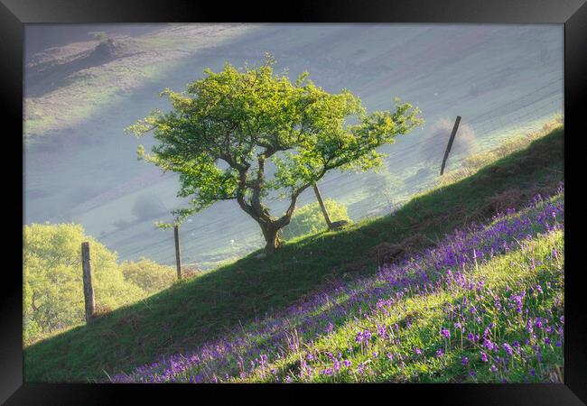 Tree on a hill Framed Print by Rory Trappe