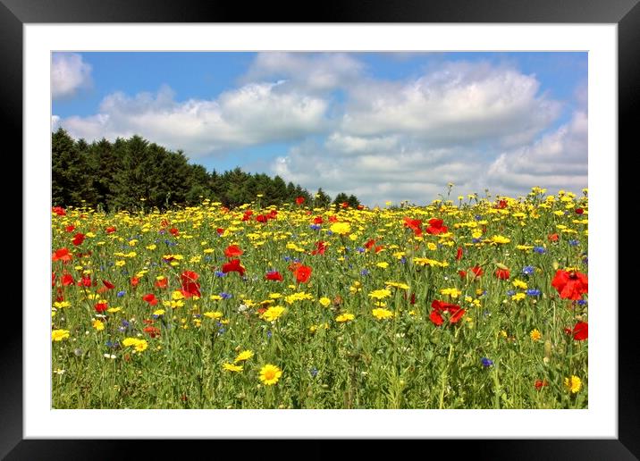 Field of Wildflowers Framed Mounted Print by Susan Snow