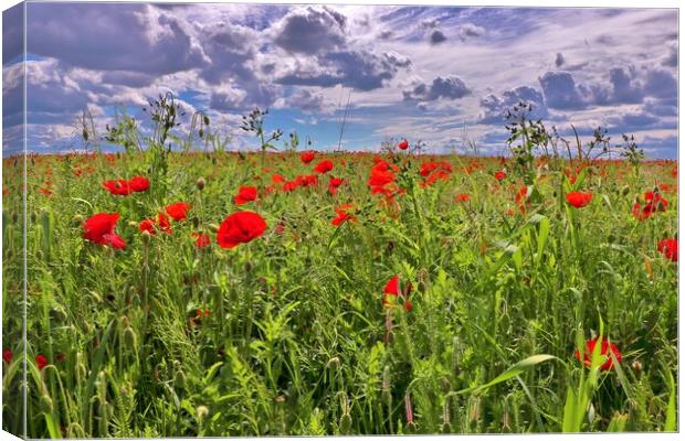 Poppy Field in Bishops Cleeve Canvas Print by Susan Snow