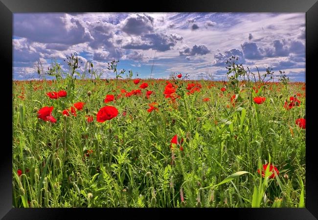 Poppy Field in Bishops Cleeve Framed Print by Susan Snow