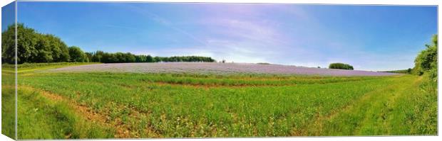 Linseed field Canvas Print by Susan Snow